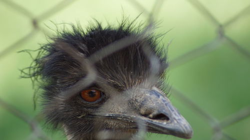 Close-up of bird