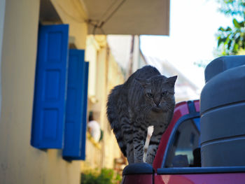 Cat sitting in a car