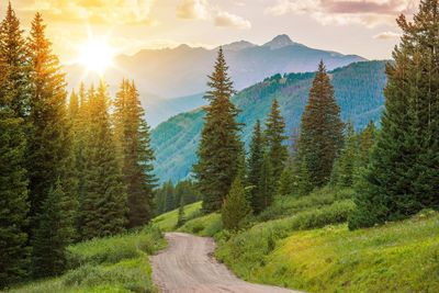 Panoramic view of pine trees in forest against sky