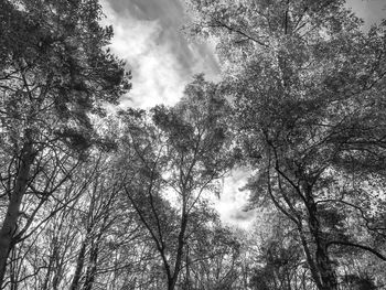 Low angle view of trees in forest against sky