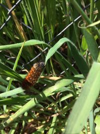 Close-up of insect on plant