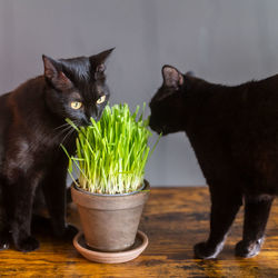 Two cats eatin fresh green grass, zwei katzen essen katzengras