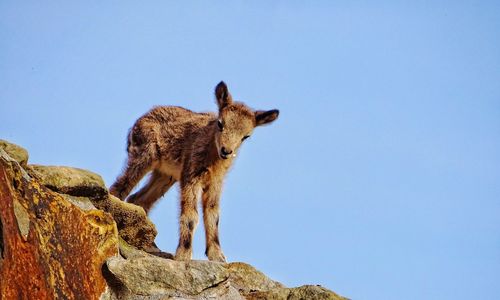 Capricorn baby standing on a rock