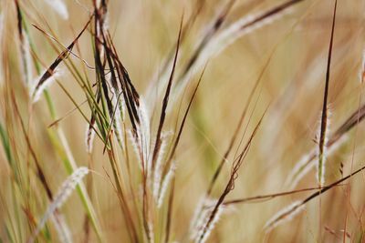 Close-up of stalks