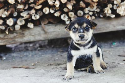 Portrait of puppy sitting outdoors