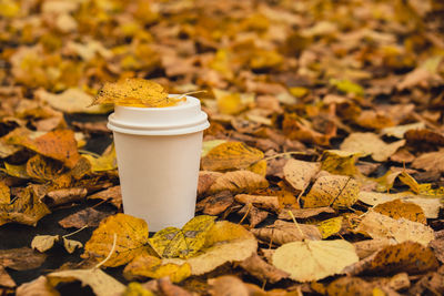 Close-up of hand holding dry leaves