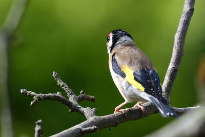 Close-up of bird perching on branch