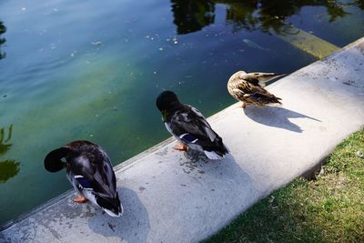 High angle view of birds perching on lake