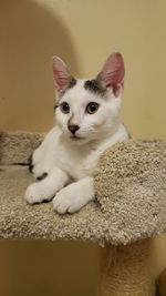 Portrait of white cat relaxing at home