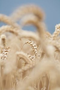 Detail shot of stalks