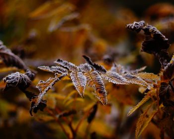 Close-up of frost on leaves