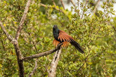Bird perching on branch