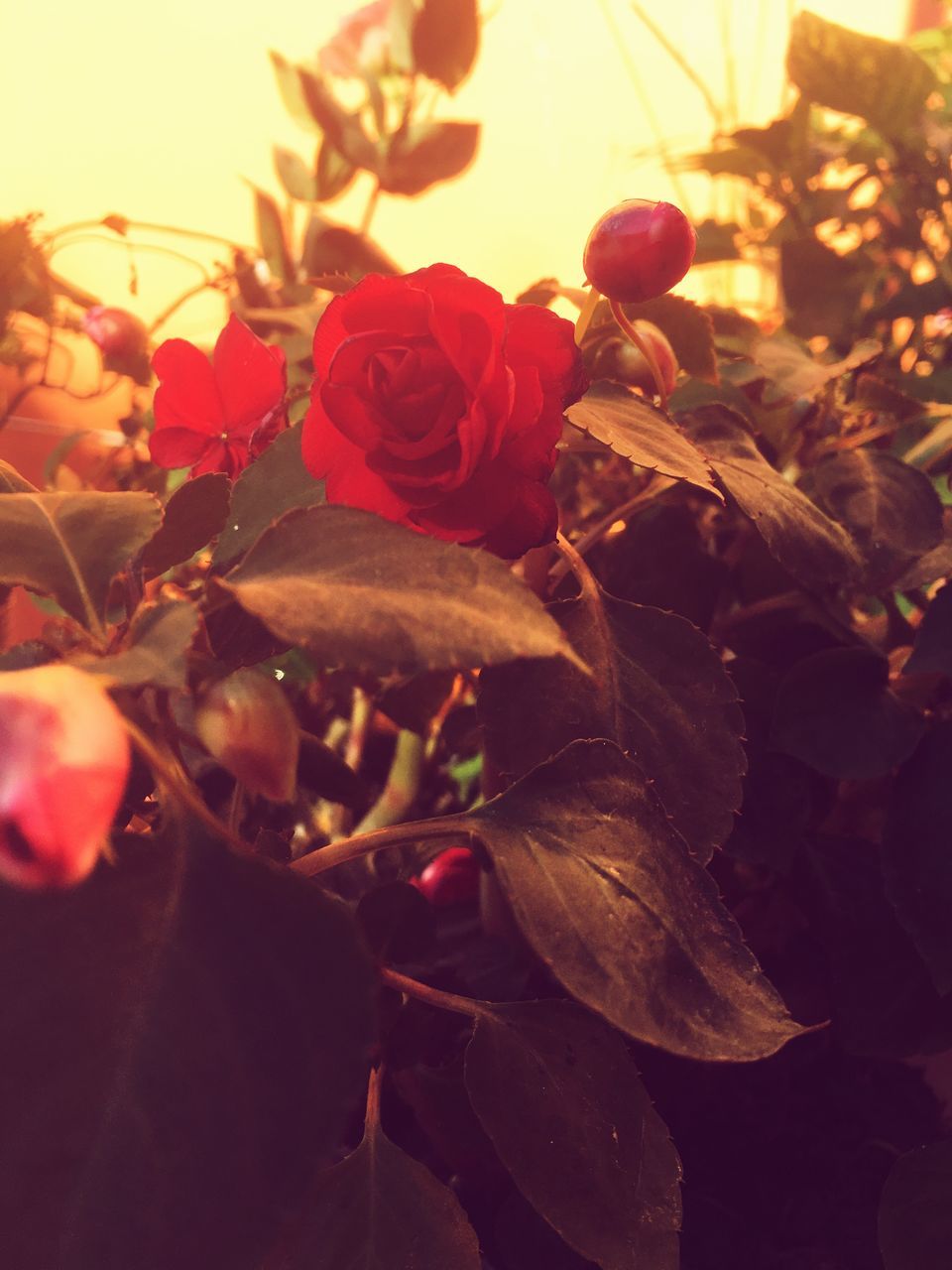 flower, freshness, petal, growth, fragility, beauty in nature, close-up, plant, nature, flower head, leaf, focus on foreground, red, rose - flower, blooming, bud, sunlight, in bloom, outdoors, no people