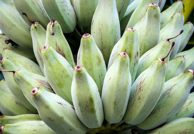 Bunch of raw silver bluggoe on a banana tree