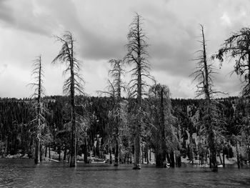 Panoramic shot of trees on field against sky