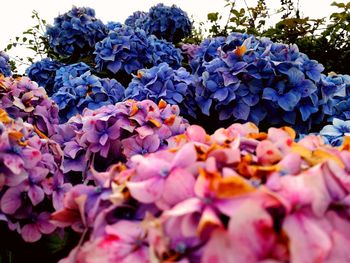 Close-up of flowers blooming on tree