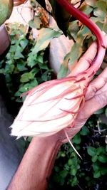 Close-up of cropped hand holding plant