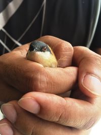 Close-up of hand holding bird