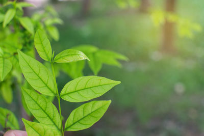 Green leaf on blur background