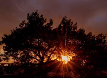 Silhouette tree against sky during sunset