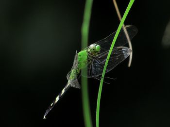 Close-up of grasshopper on leaf against black background