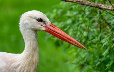 Close-up of a bird