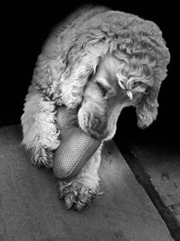 High angle view of dog sitting on floor