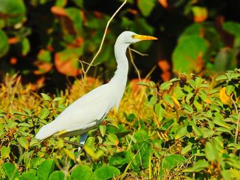 Close-up of bird on plant