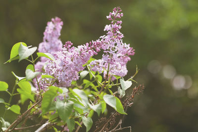Close-up of flowers