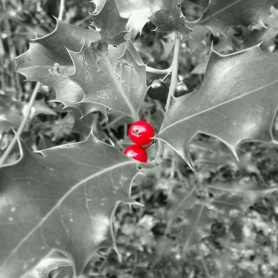 red, close-up, focus on foreground, leaf, drop, selective focus, freshness, water, wet, plant, nature, fragility, day, high angle view, outdoors, growth, no people, season, berry fruit, fruit