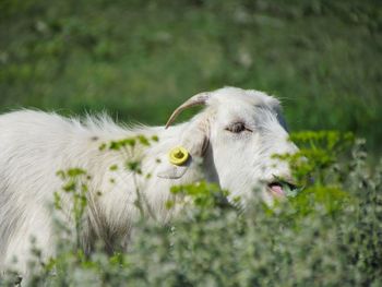 Close-up of a sheep in a field