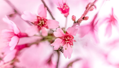 Close-up of pink cherry blossom