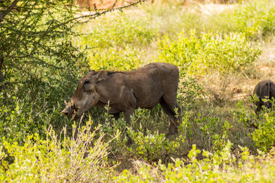 Side view of elephant in the forest
