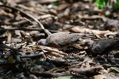 wildlife