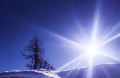 Low angle view of trees against blue sky