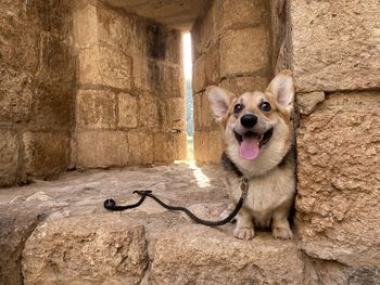 Portrait of dog sitting against wall