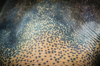 Full frame shot of turtle in water