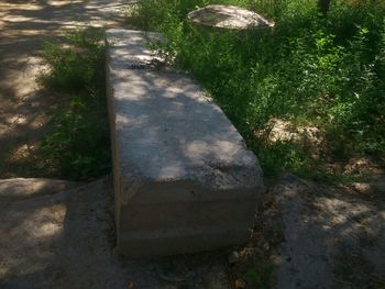 High angle view of footpath amidst plants on field