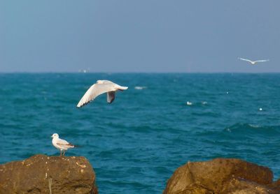 Seagull flying over sea against sky