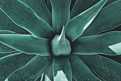 agave