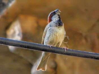 Close-up of bird perching on branch