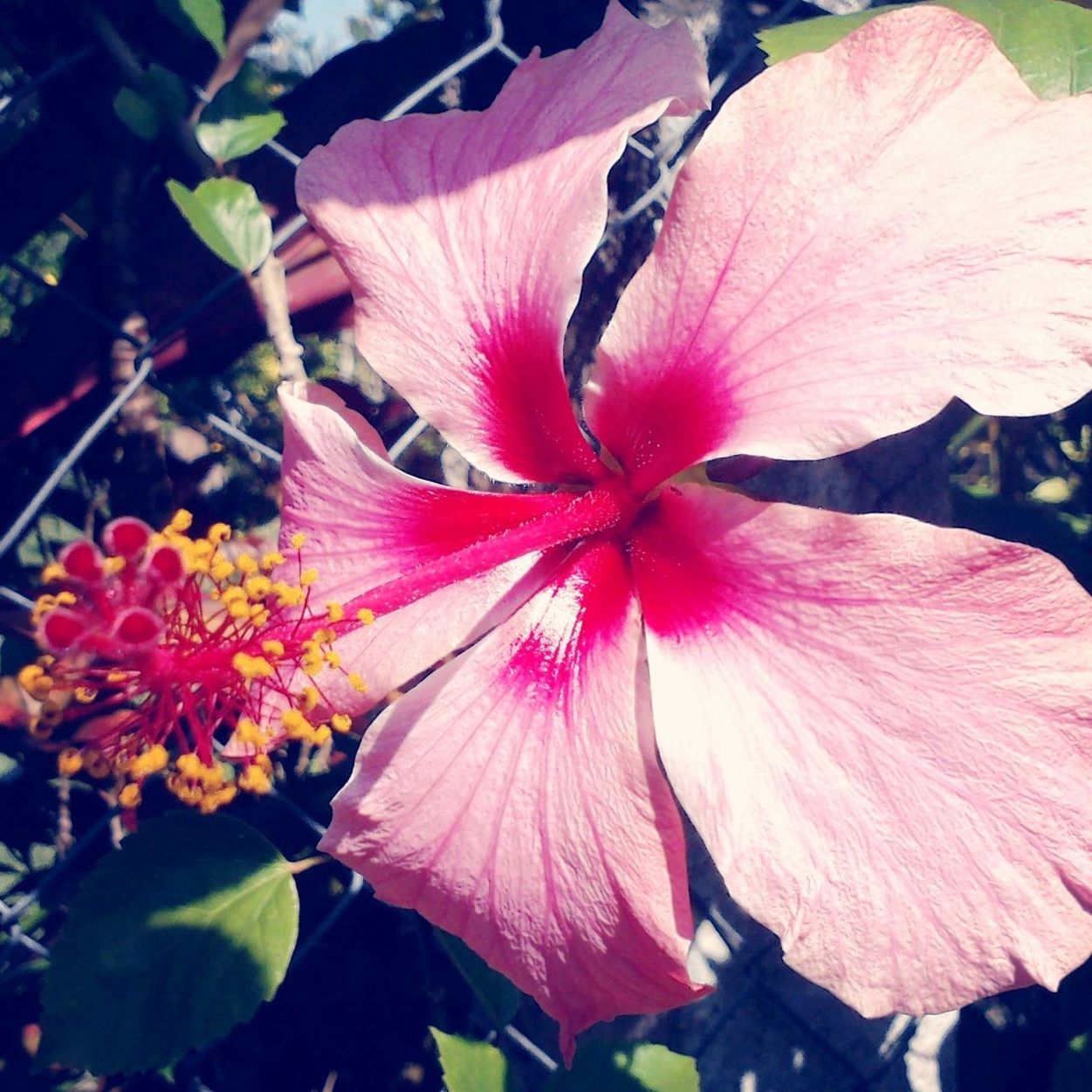 flower, petal, freshness, fragility, flower head, growth, beauty in nature, pink color, close-up, stamen, nature, hibiscus, blooming, pollen, leaf, plant, in bloom, single flower, focus on foreground, red