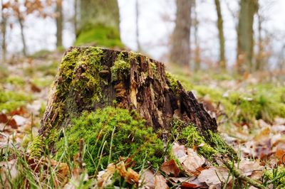 Close-up of moss growing on tree trunk