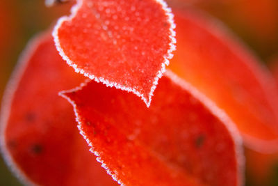 Beautiful red aronia leaves with a frosty edge. morning scenery in the garden. 