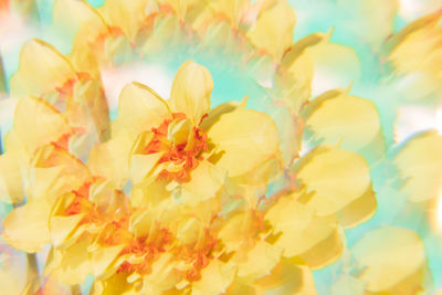 Close-up of pink flowers