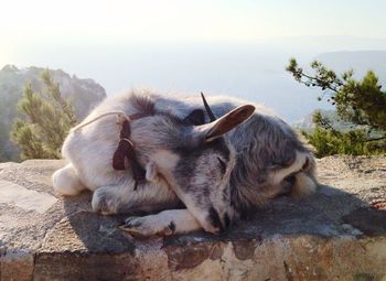 Goat sleeping on retaining wall against sky
