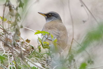 Close-up of bird perching on branch