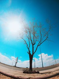 Bare tree against sky on sunny day