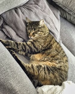 High angle view of tabby resting on floor