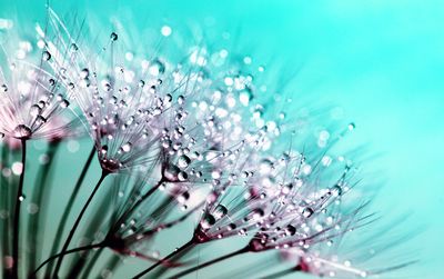 Close-up of water drops on purple flowering plant